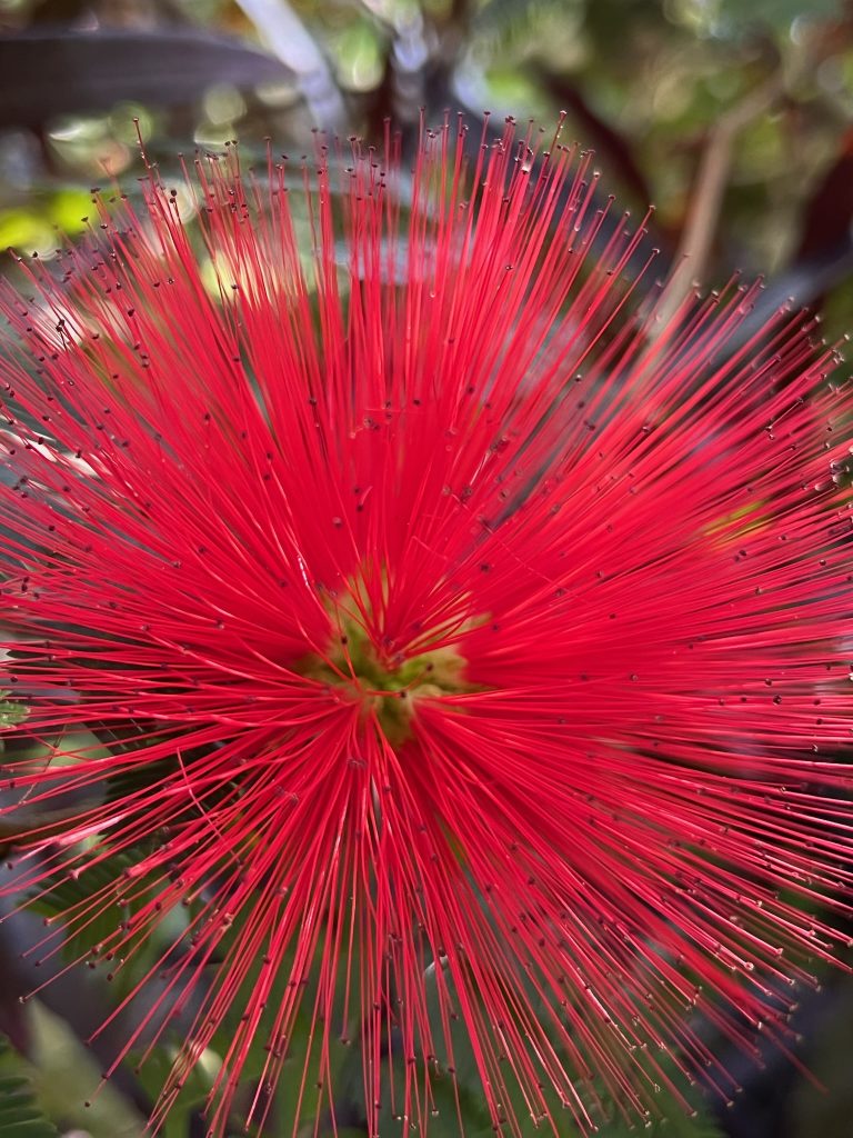 a dense ball of long thin petals