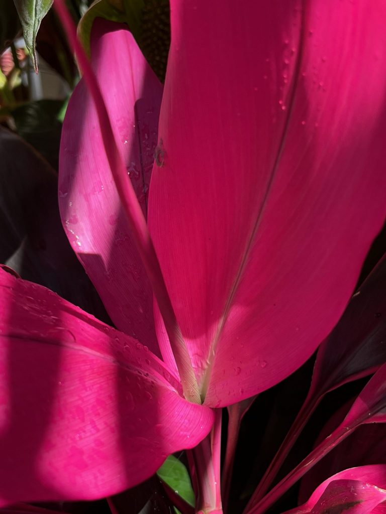 Wide brilliant magenta leaves.