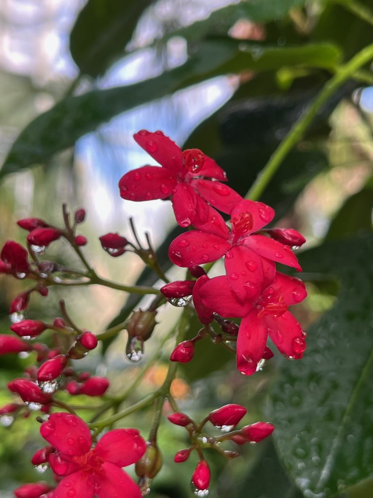 Cluster of red flowers and buds with rain drops handing on the edgers of the flowers.