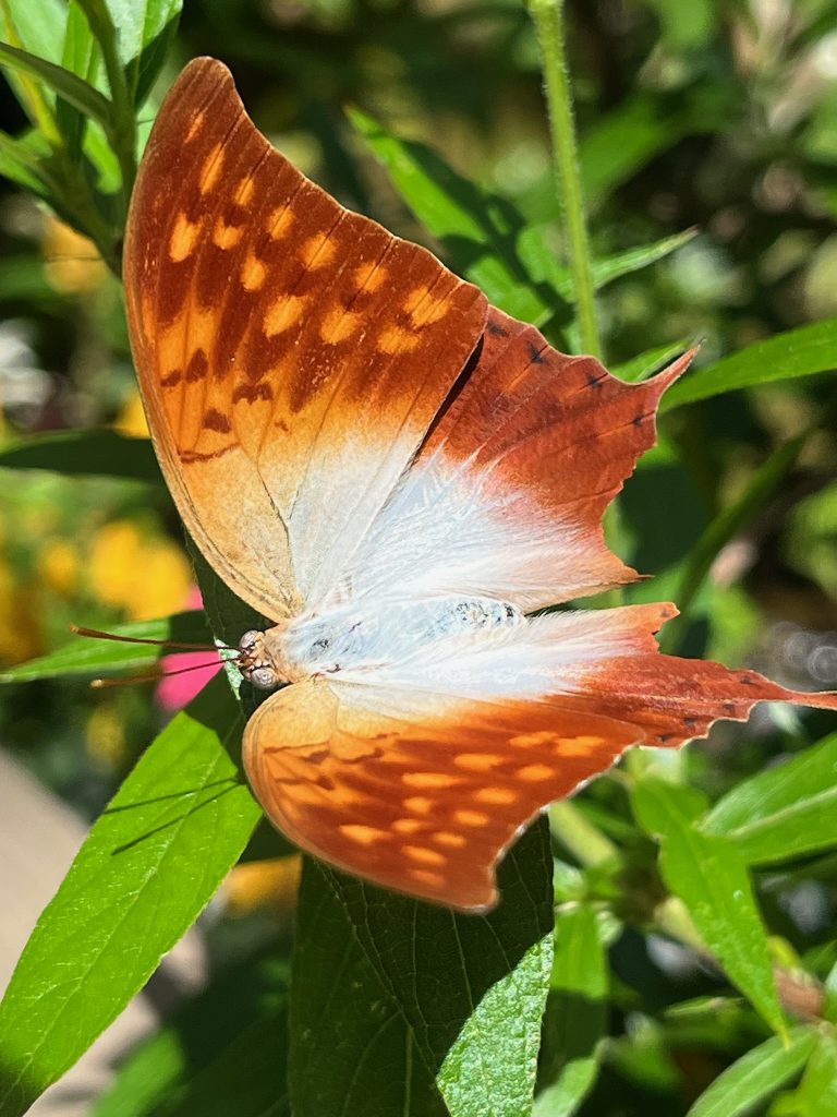 butterfly with its wings open. The center of the wings near the Butterfly's body is bright white while the edges of the wings are orange with darker orange markings.