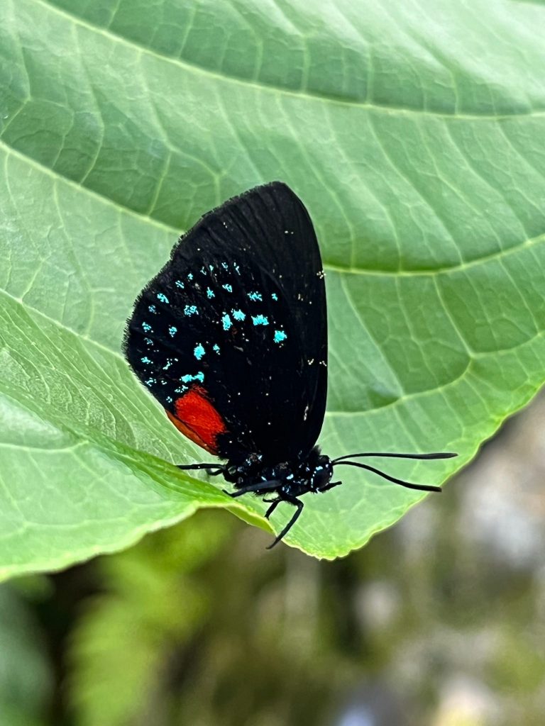 Small black butterfly with this wings closed, the base of the wing is bright red and small teal blue spots are scattered across the black wings.