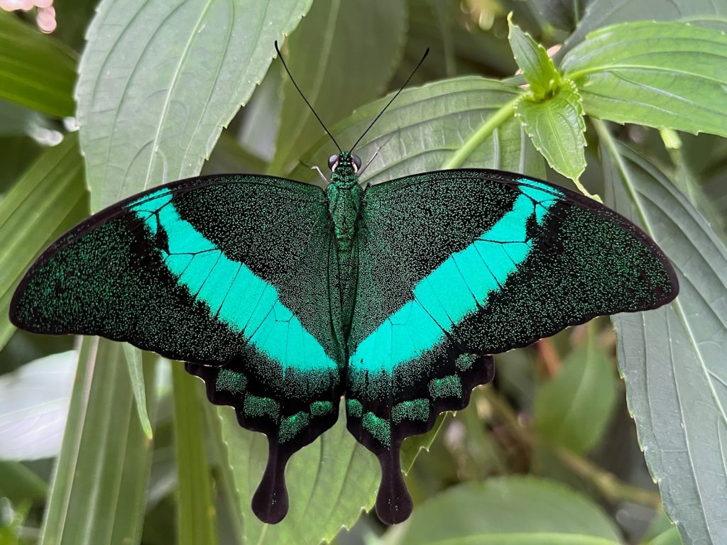 Black butterfly with wide teal green "V" shaped marking. The black part of the wings are heavily scattered with thin teal-green dots.