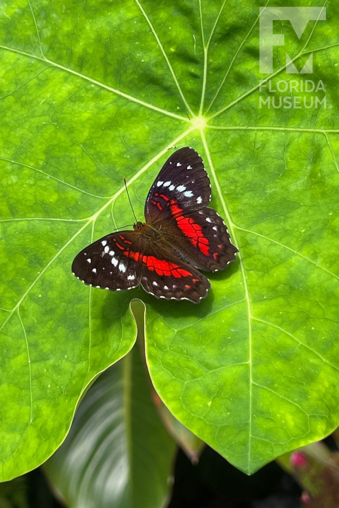 small butterfly sitting on a large green leaf. The butterfly us brown with red and white stripes.