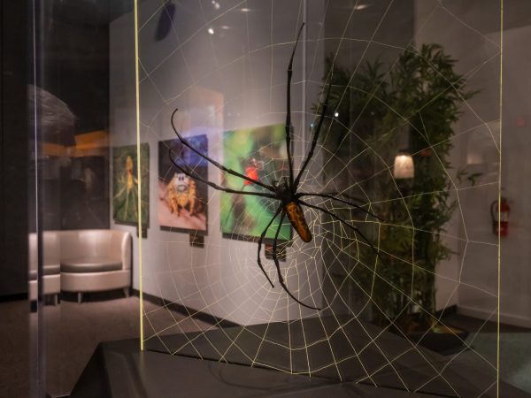 Spider model with photos in the back