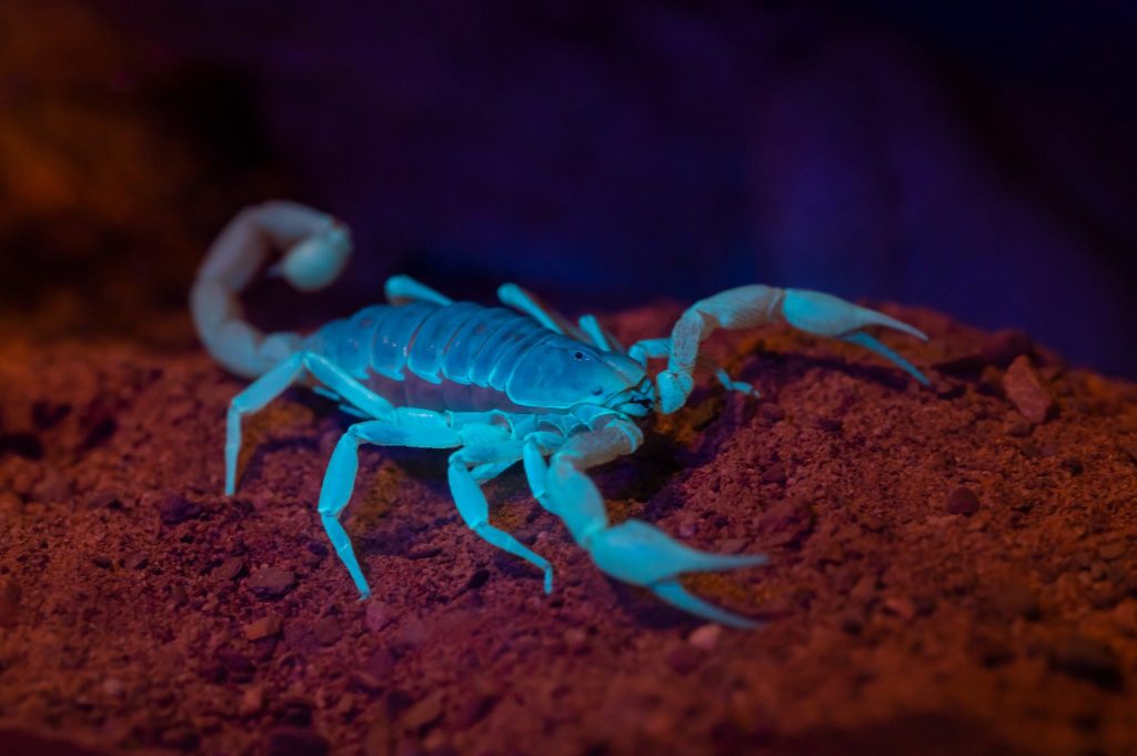 desert hairy scorpion under black light to show vivid blue coloring