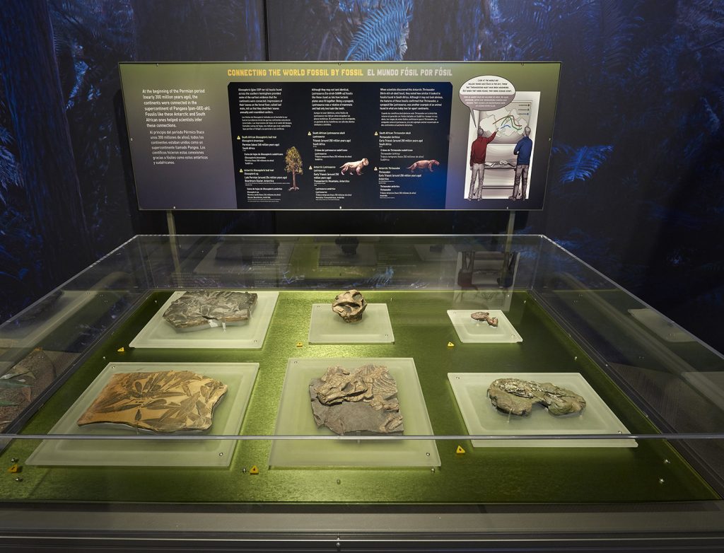 display case of fossils