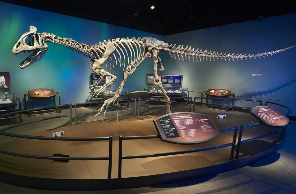 large skeletal model of a dinosaur on display