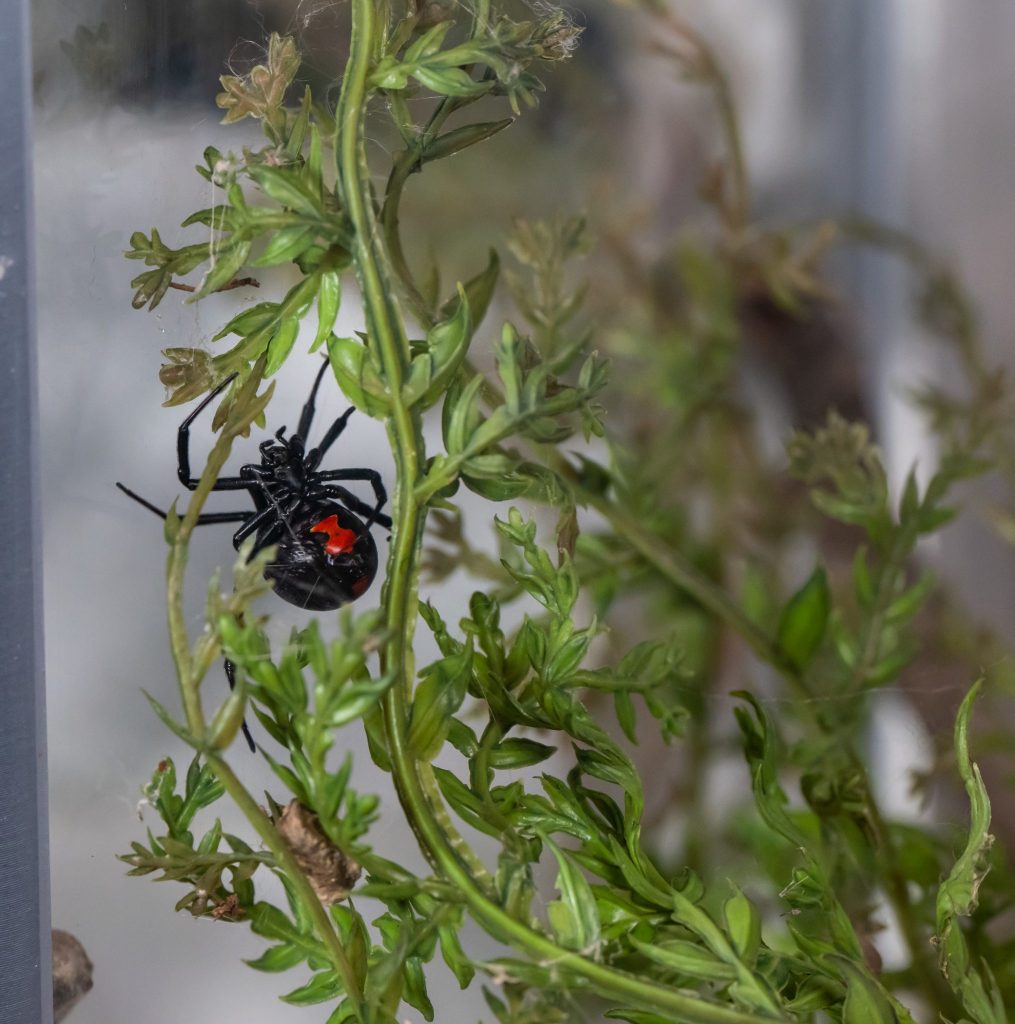 black spider with red hour-glass marking