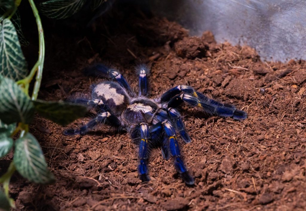 metallica tarantula
