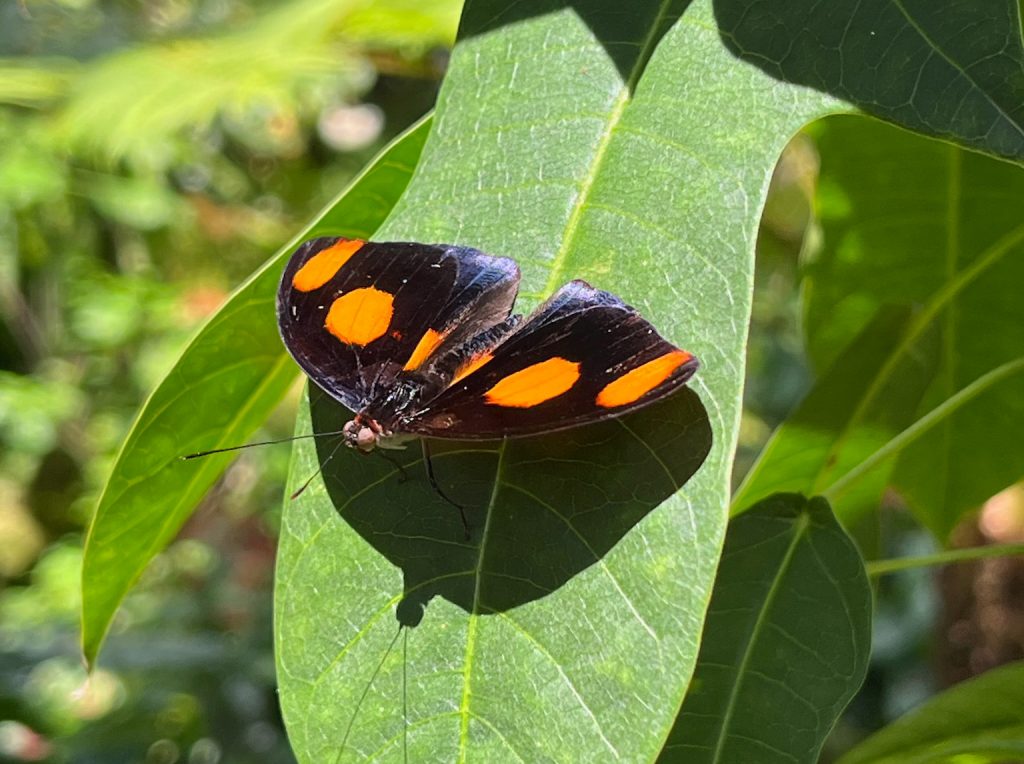 The Grecian Shoemaker, Catonephele numilia, has a wingspan of 2.3-3 inches. Florida Museum photo by Ingrith Martinez