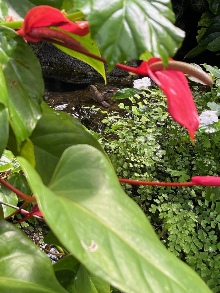 small brown birds in the shallow stream surrounded with green plants and red flowers