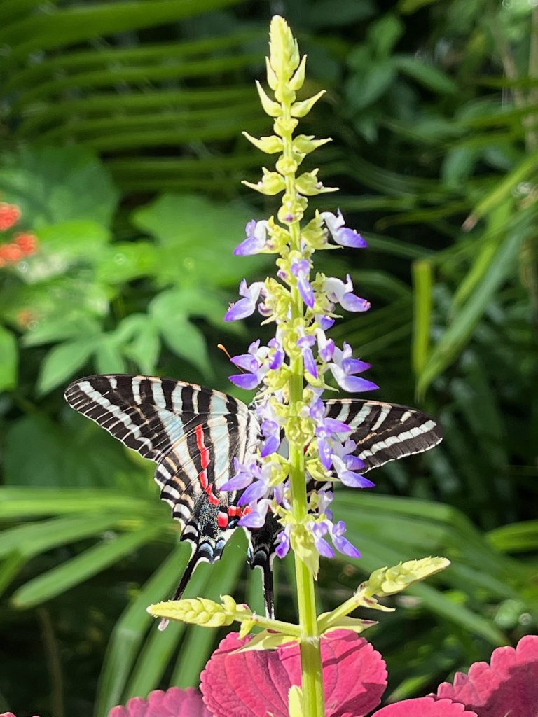 white and black butterfly on a spike of pale purple flowers