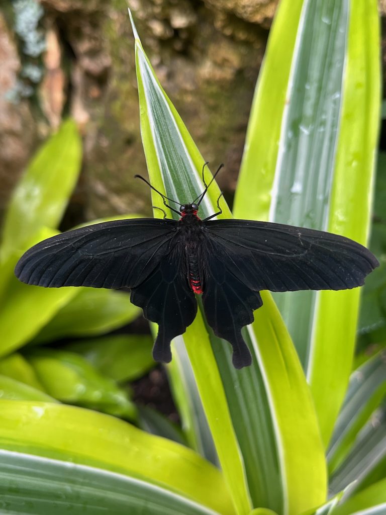 black butterfly with red marking on its body