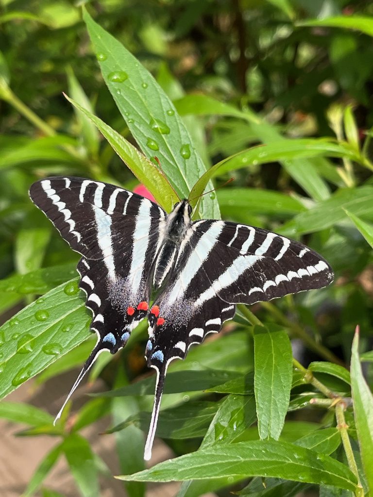 white and black butterfly with its wings open