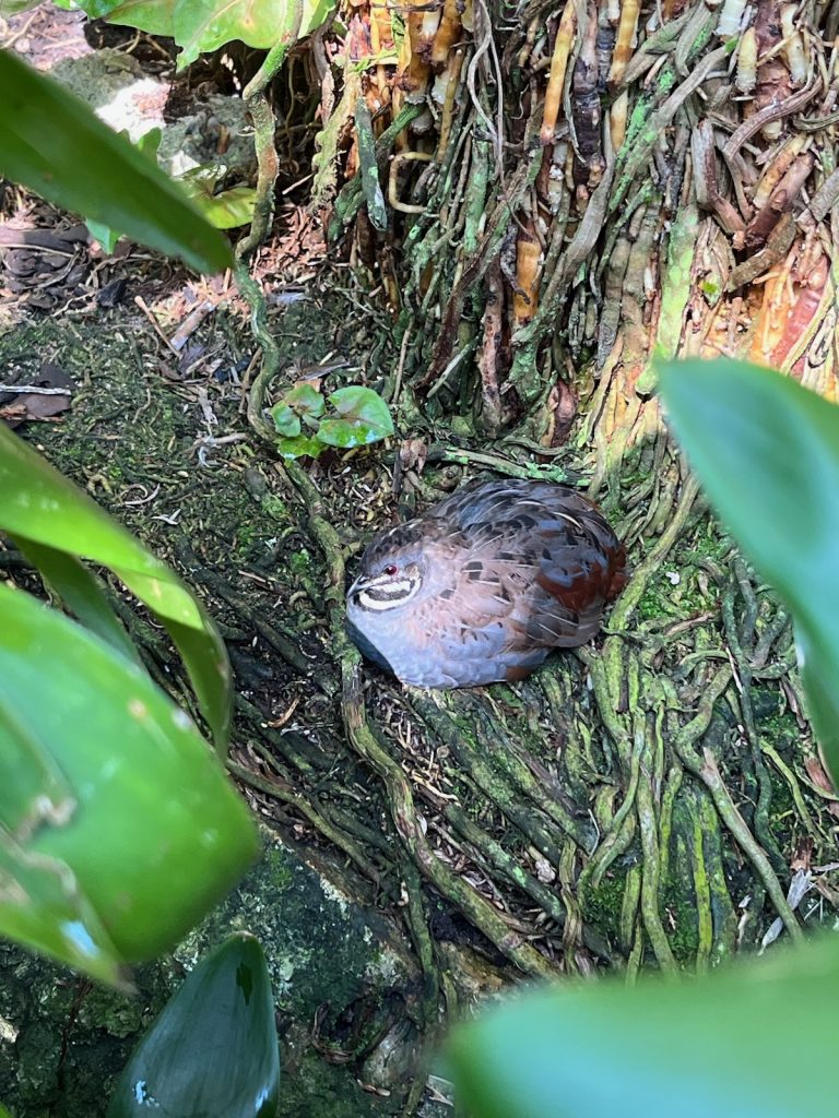 blue-grey bird sitting at the base of a tree