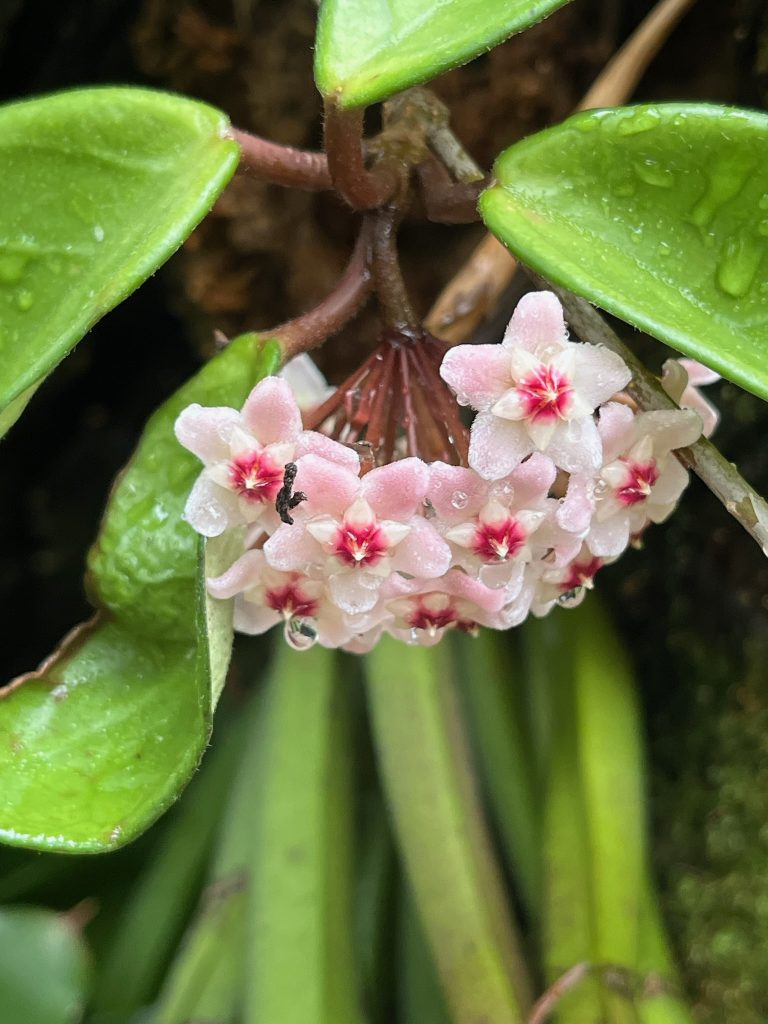 cluster of small pink and white flowers