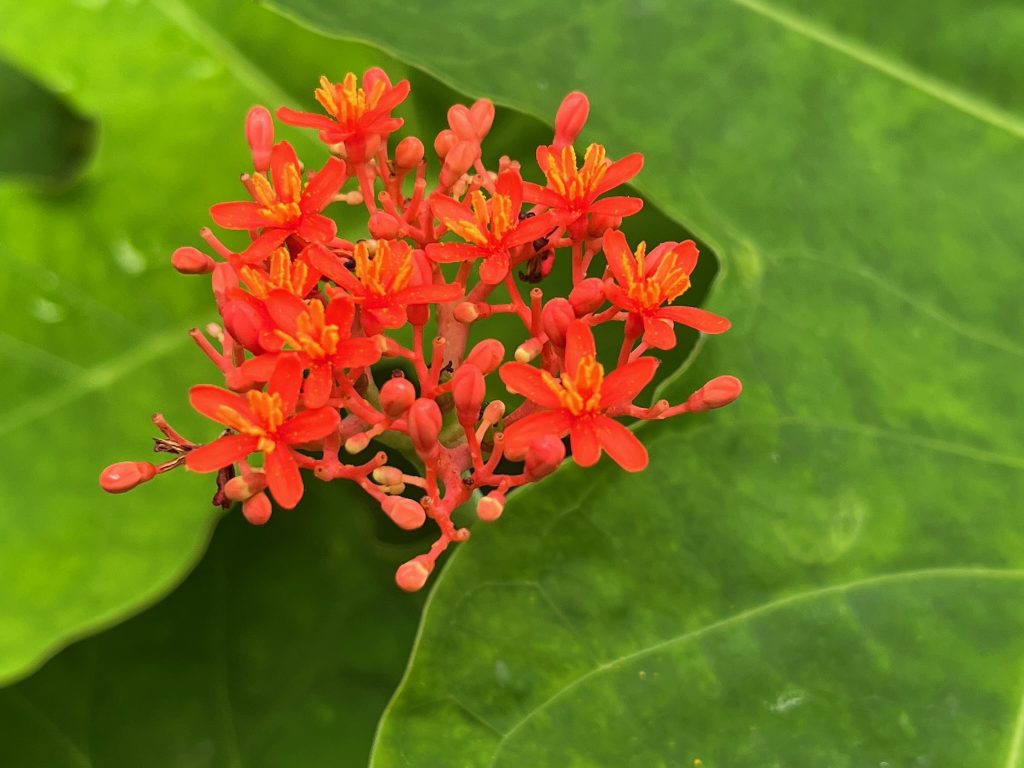 cluster of orange flowers