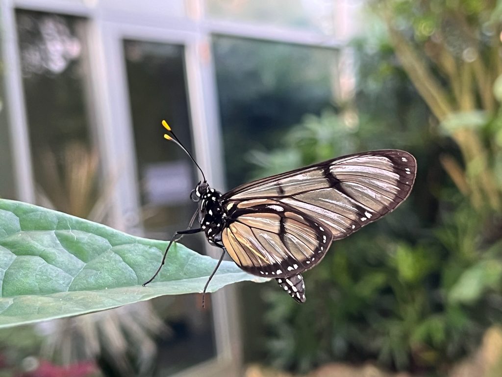 butterfly with long semi-transparent wings
