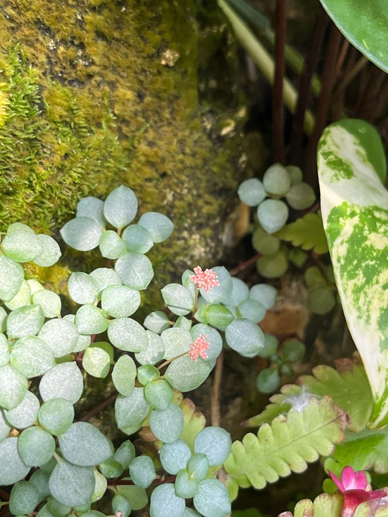 Ground cover plant with small pink flowers