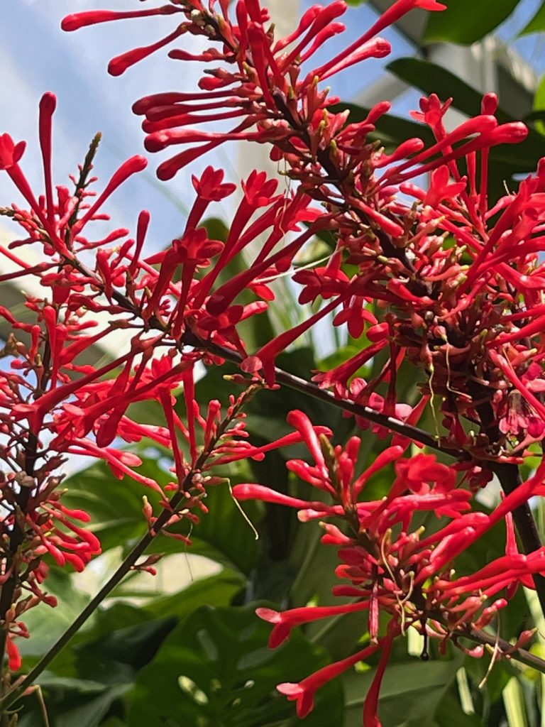 clusters of long red flowers