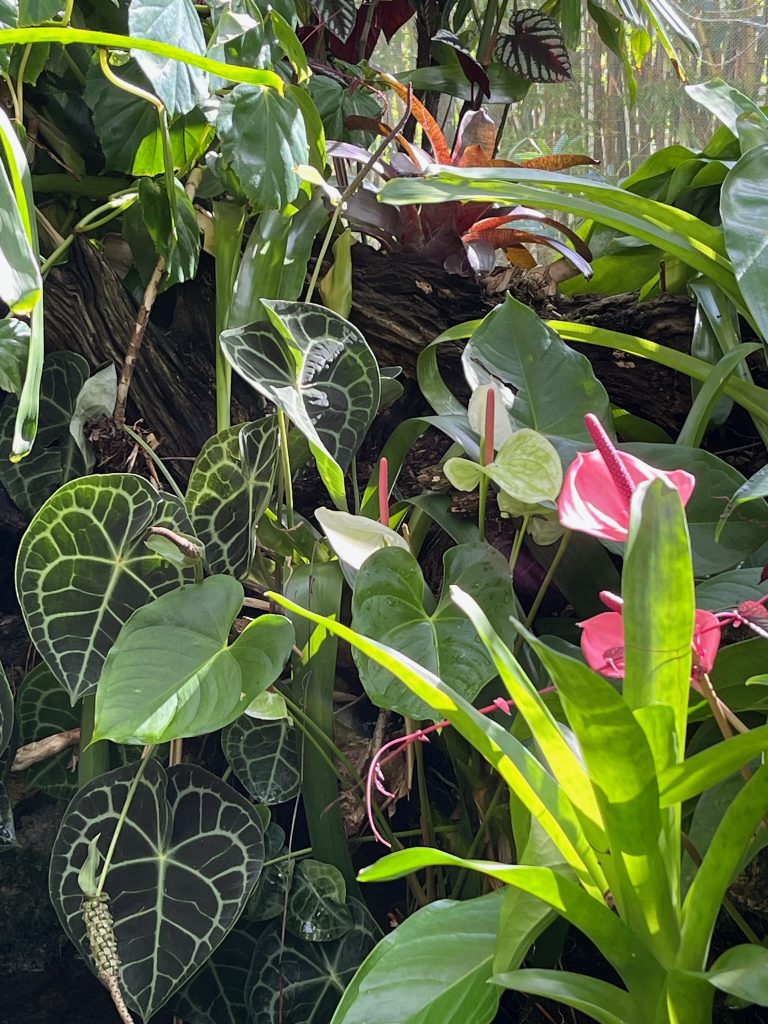 several antherium plants with pink and white flowers