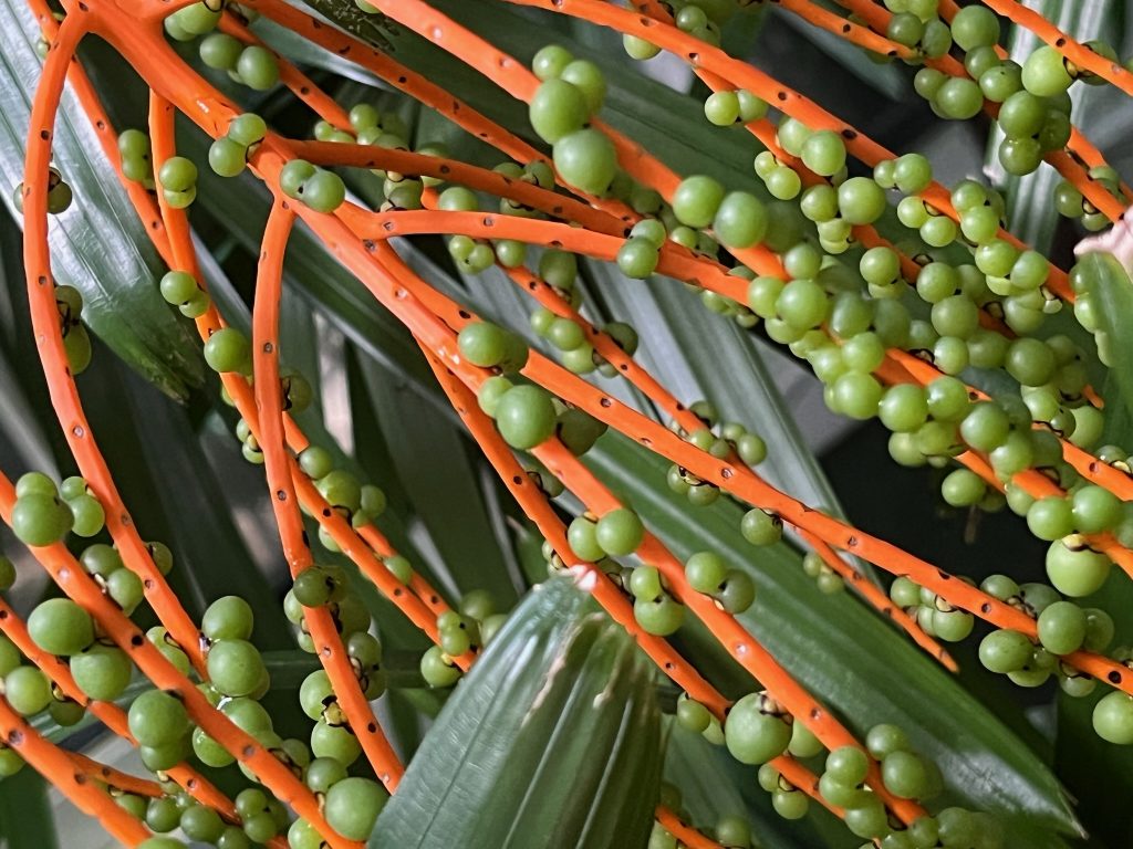 orange stems with small green fruit growing along the stems