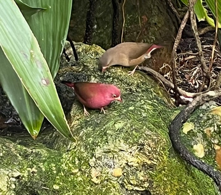a red and a brown birds sitting on a moss covered rock