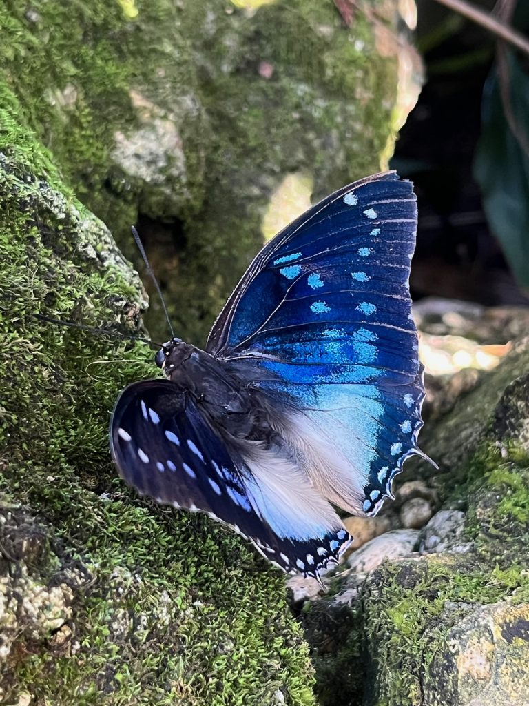 blue white and black butterfly sitting on a moss covered rock