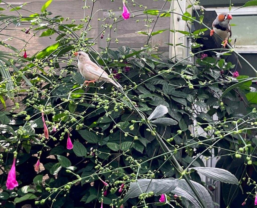 cream colored finch sitting on the delicate branches of a flowering bush