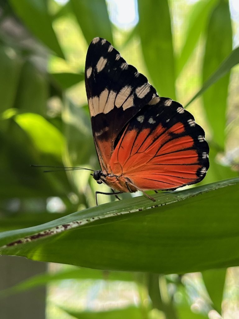 red, black, and white butterfly sitting with its wings closed