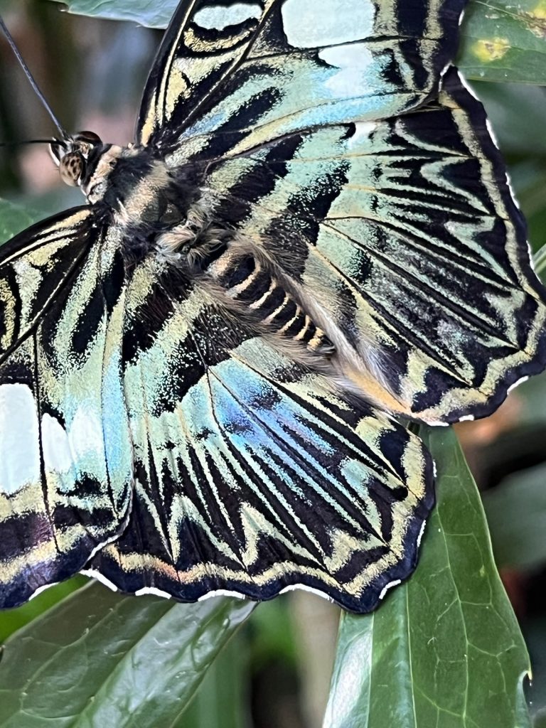 close up of the pattern on a blue, tan, and black butterfly