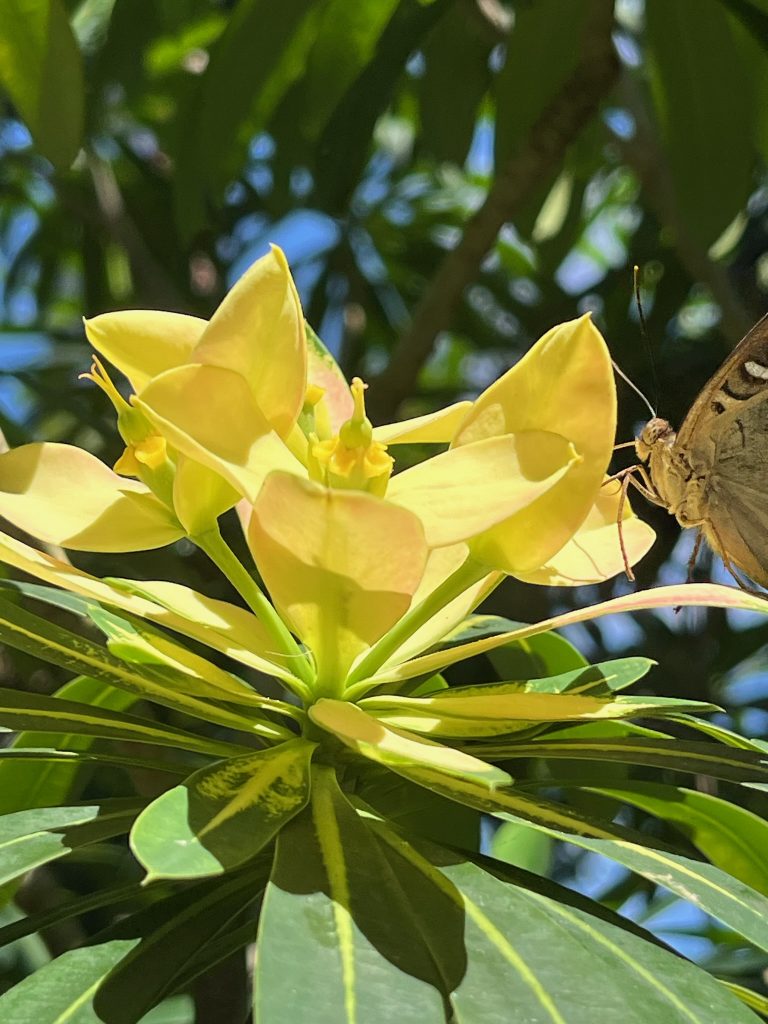 cluster of yellow flowers with a tan butterfly