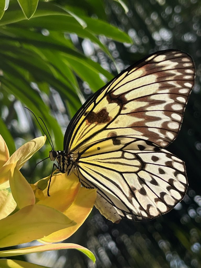 large yellow-white and black butterfly on yellow flowers