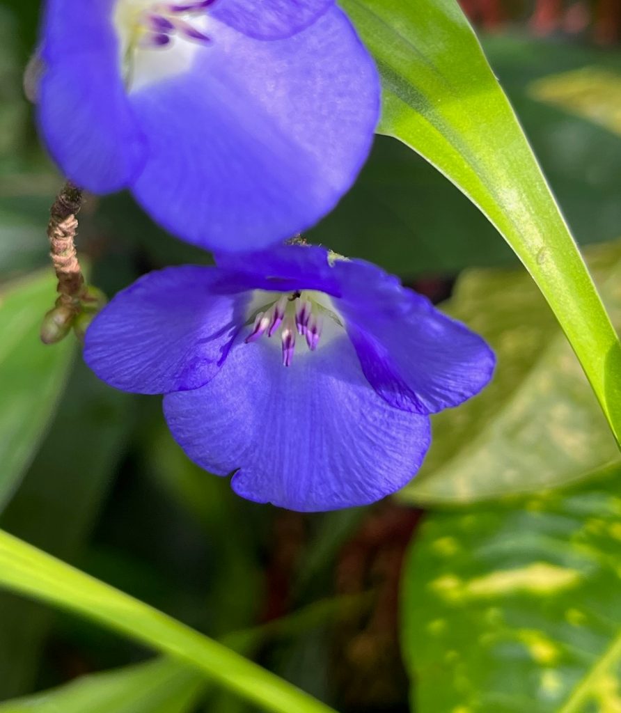 two vivid blue flowers