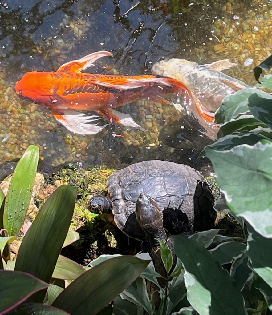 several large fish in the stream as well as two turtles along the stream bank