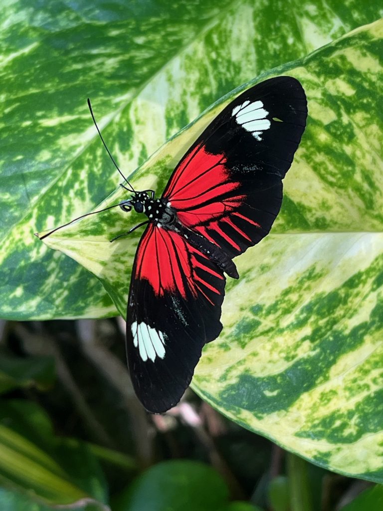 black, red and white butterfly with its wings open