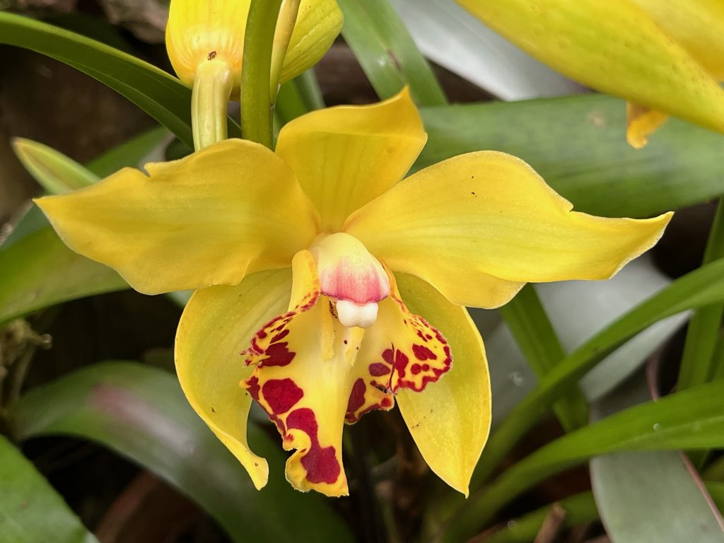 yellow and red orchid flower
