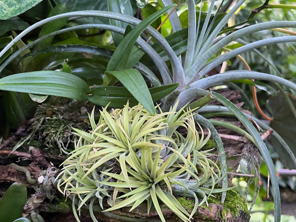 cluster of air plants, each a different shade of green