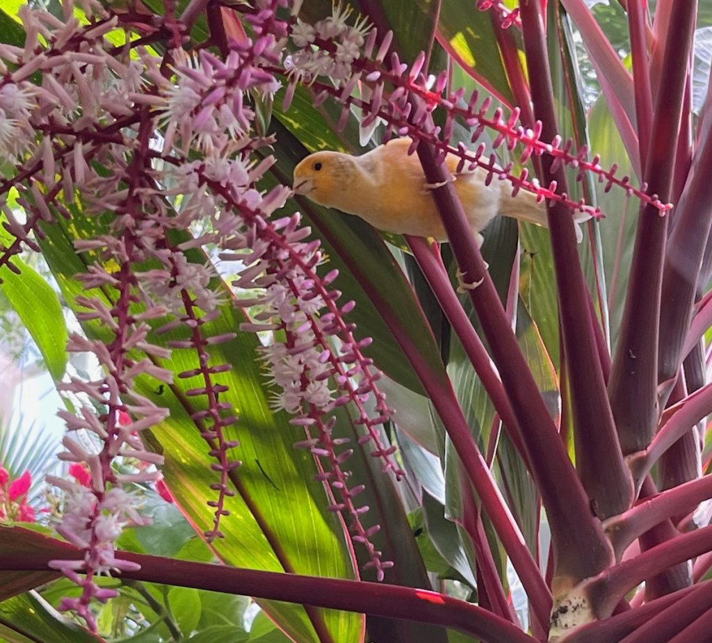 yellow bird sitting on the red stems of a Ti plant