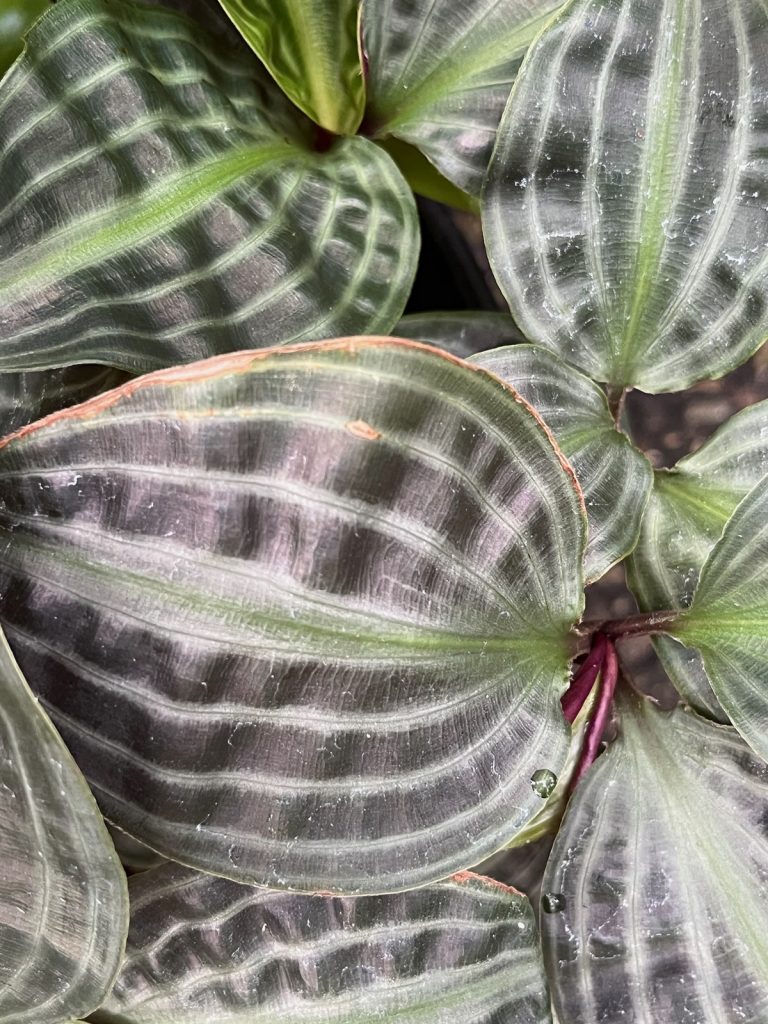 wide green striped leaves