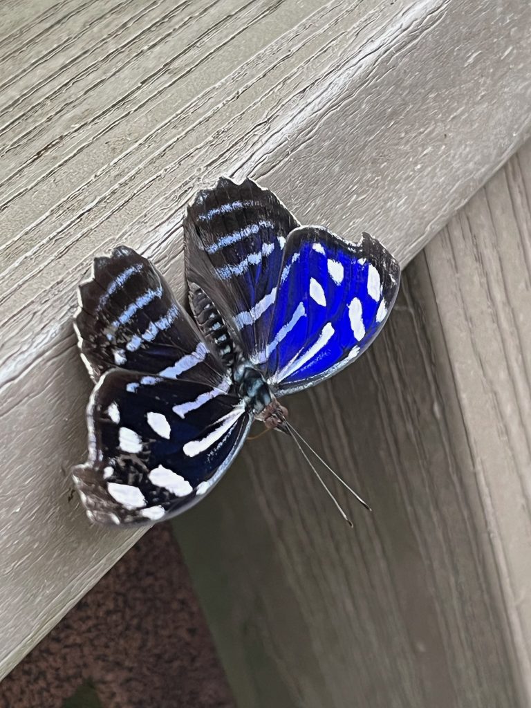 black, blue, and white butterfly with its wings open