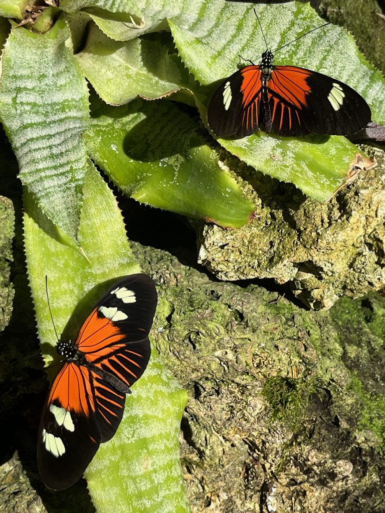 two black and orange butterflies with their wings open