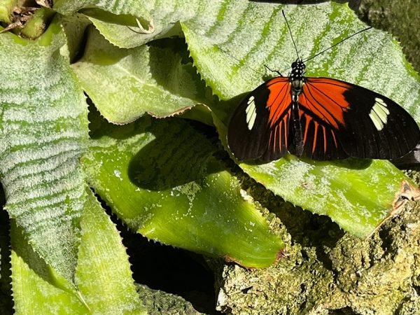 two black and orange butterflies with their wings open