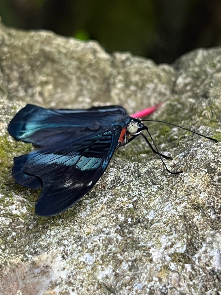 blue and black butterfly with its wings open