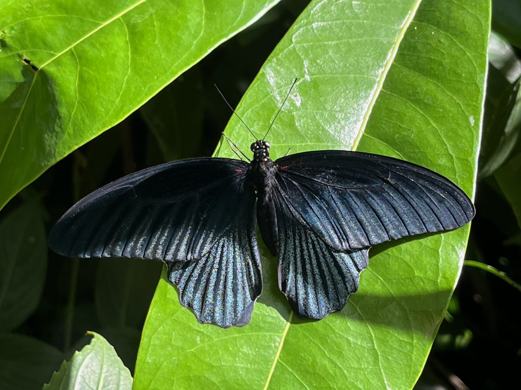 black and blue0grey butterfly with its wings open