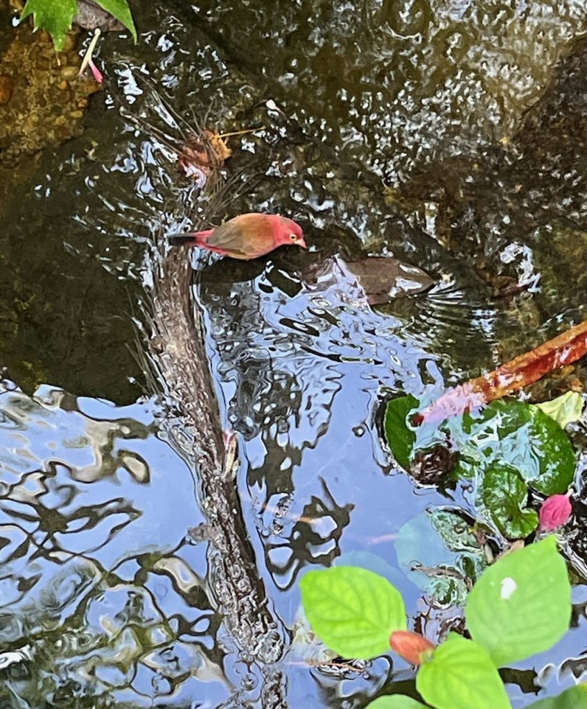small red bird sitting on a stick above a stream