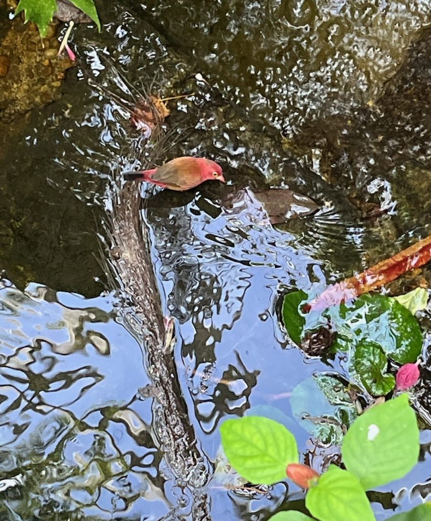 small red bird sitting on a stick above a stream