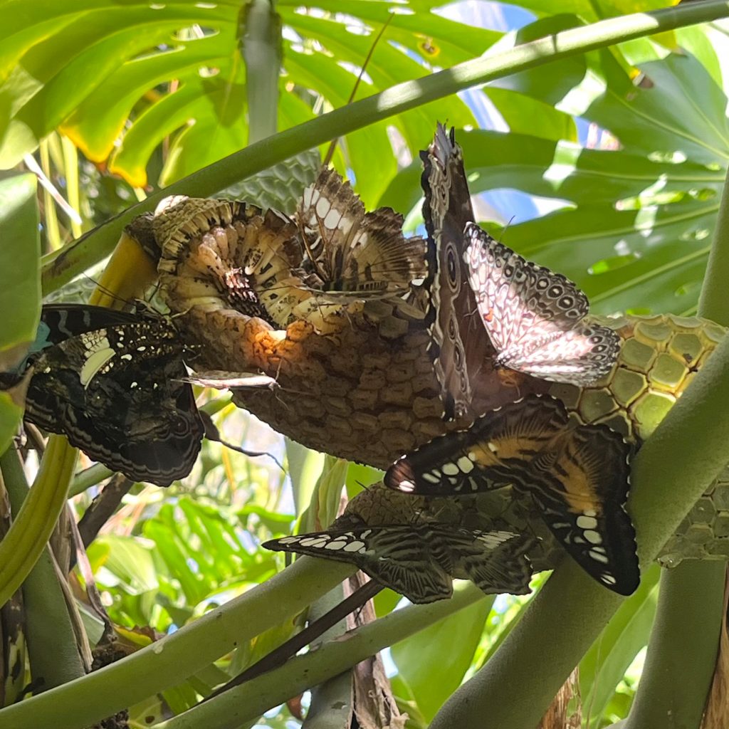 many butterflies around a monstera fruit