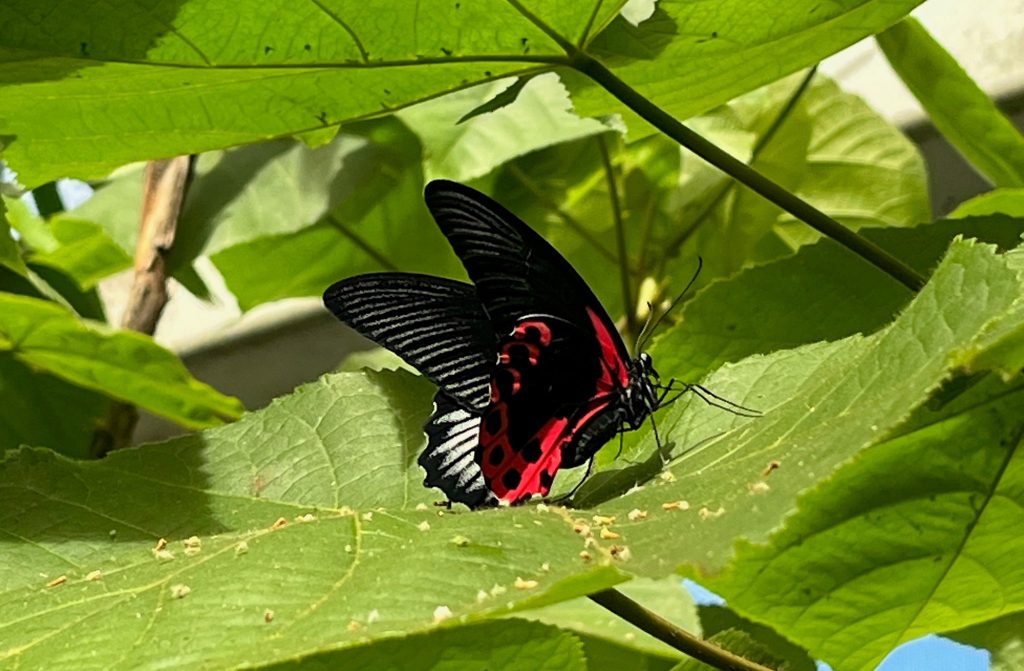 black red and white butterfly