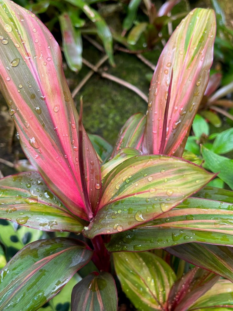 long green, tan, and pink leaves